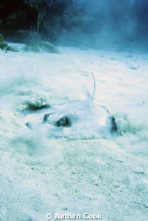 A sting ray off the coast of little cayman that hung out ... by Nathan Cook 